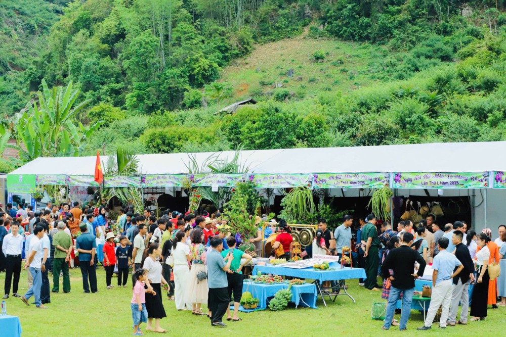 Sơn La: Sôi động ngày hội hái mận ở vùng cao Phiêng Khoài 2