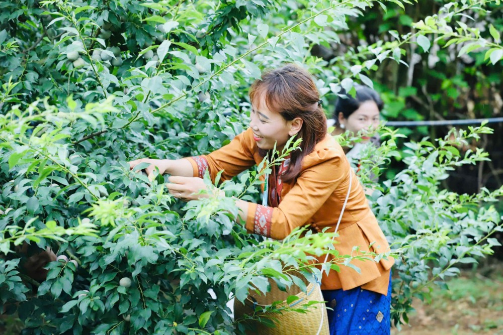 Sơn La: Sôi động ngày hội hái mận ở vùng cao Phiêng Khoài 5